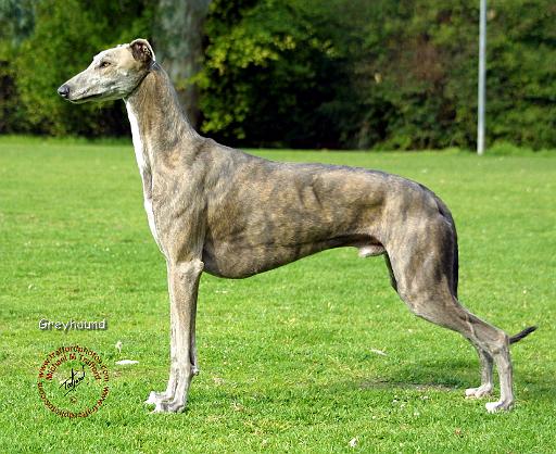 Greyhound 9J007D-14.JPG